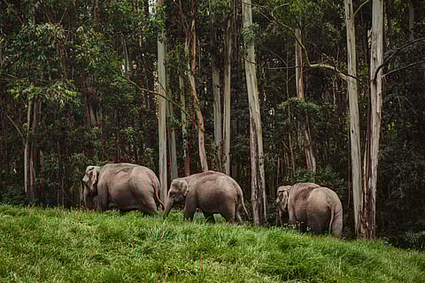 An elephant family in Periyar National Park